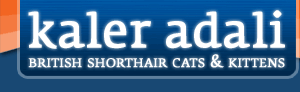 Kaler Adali - Britanska kratkodlaka ma�ka